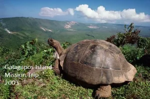 Galapagos Island tortoise
